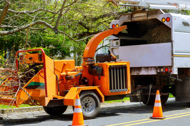 Trusted Three Rivers, CA Tree Removal and Landscaping Services Experts